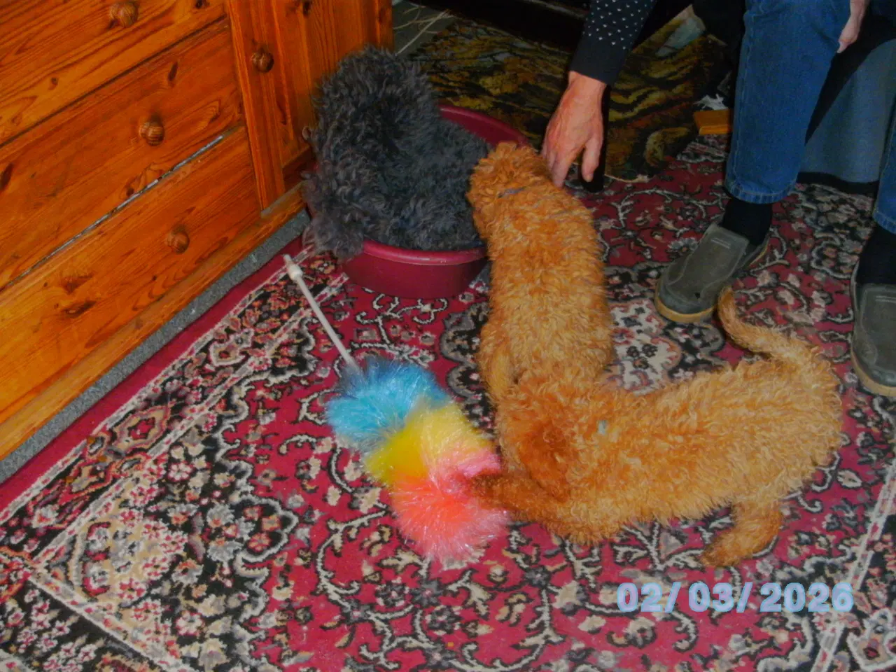 Billede 2 - dværgpuddel hvalpe 