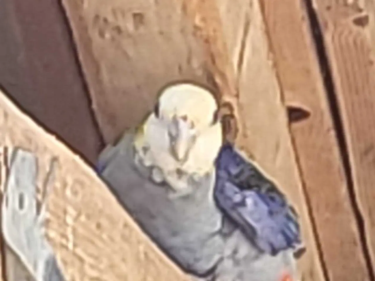 Billede 1 - Blå rossella 