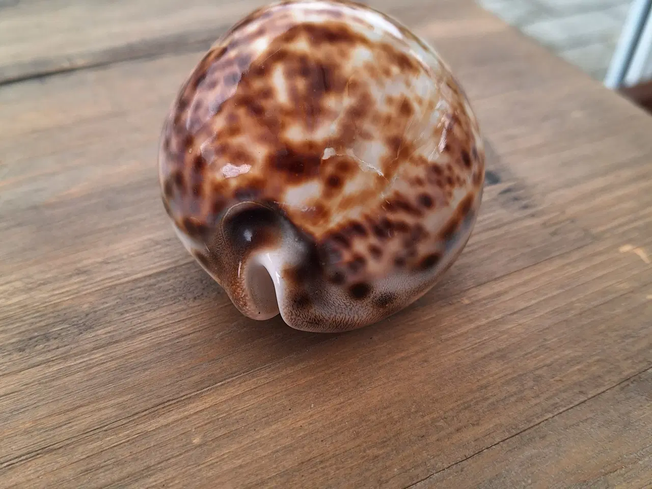 Billede 1 - Pynte porselæn sneglehuse
