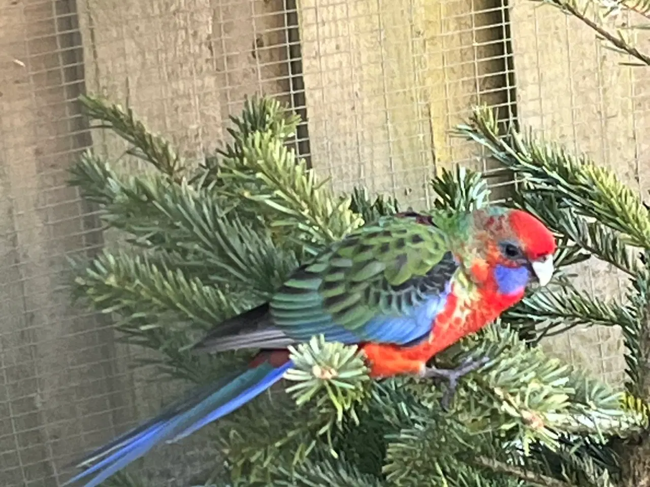 Billede 1 - Pennant Parakit - unge fra sidste år