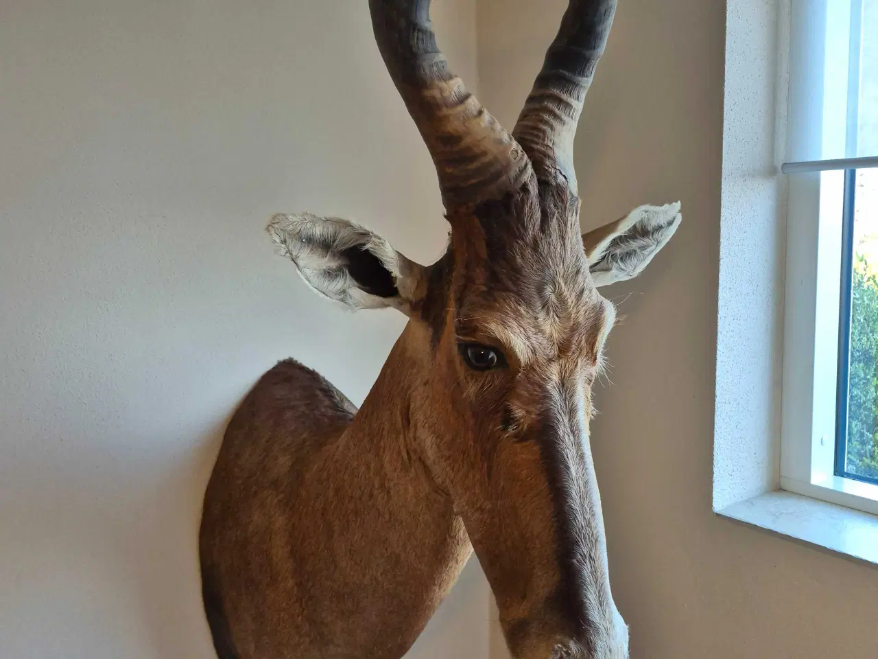 Billede 1 - Red hartebeest