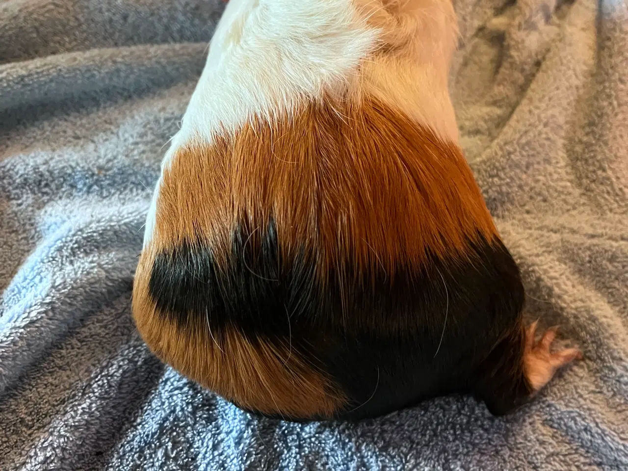 Billede 6 - Smukke unge marsvin