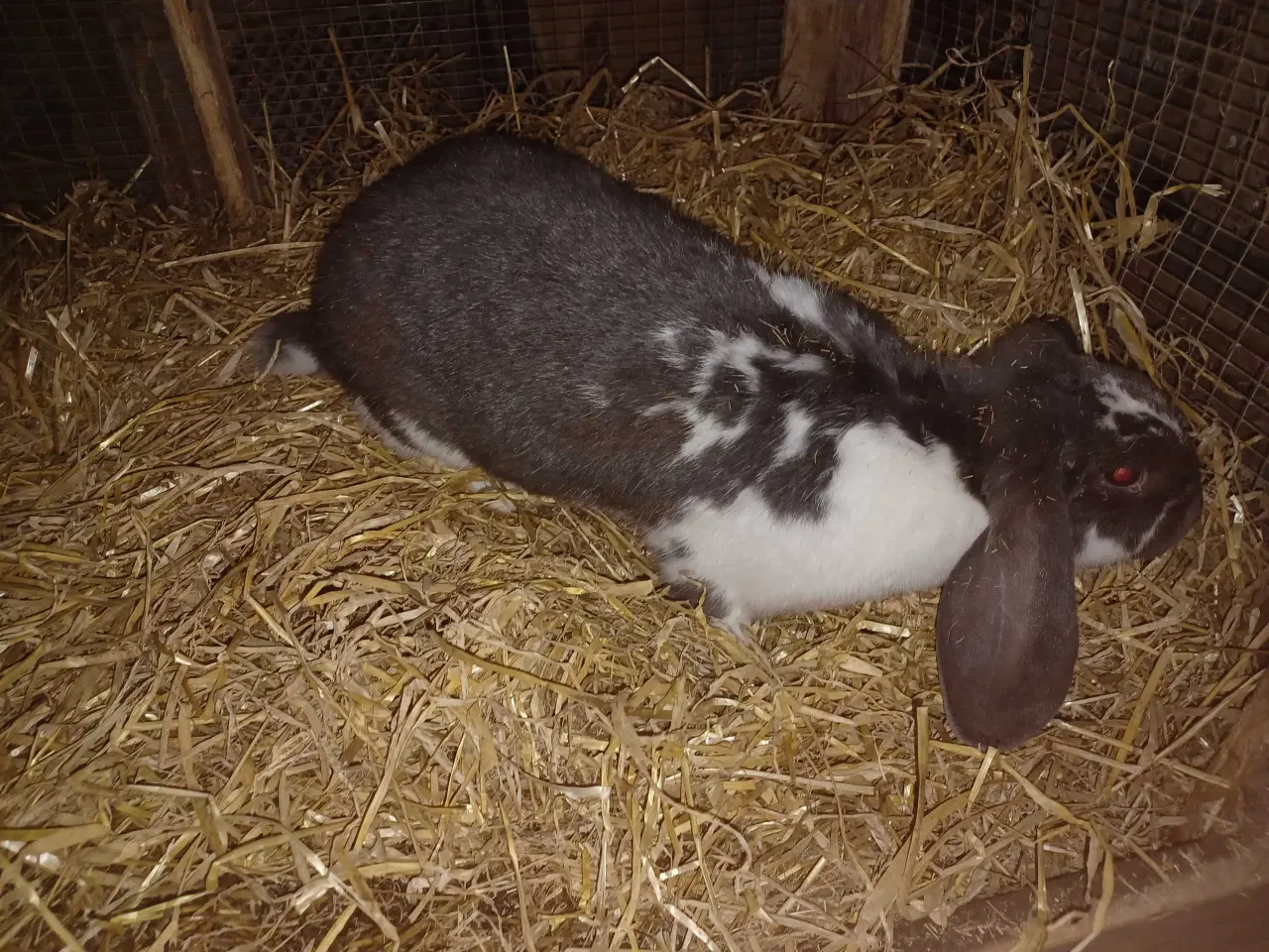 Billede 2 - Fransk vædder x tks