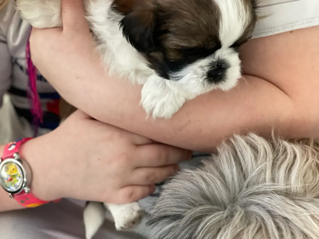 Billede 5 - Shih tzu hvalpe 