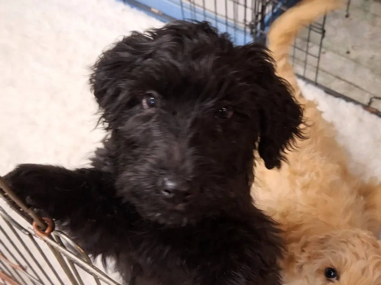 Billede 1 - Skønne Labradoodle-hvalpe