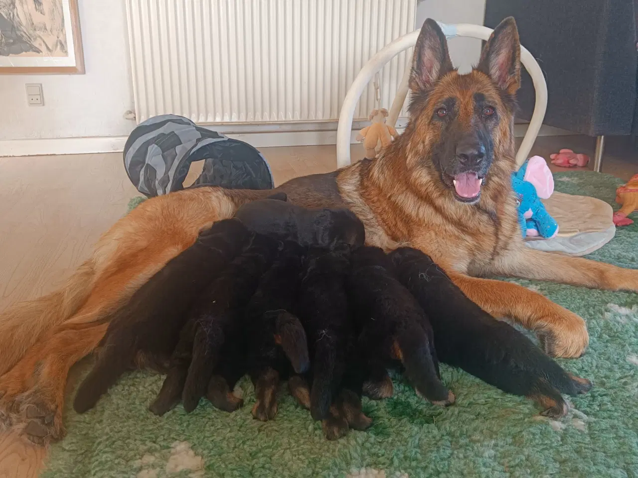 Billede 2 - Skal jeg være Jeres nye familiemedlem?!