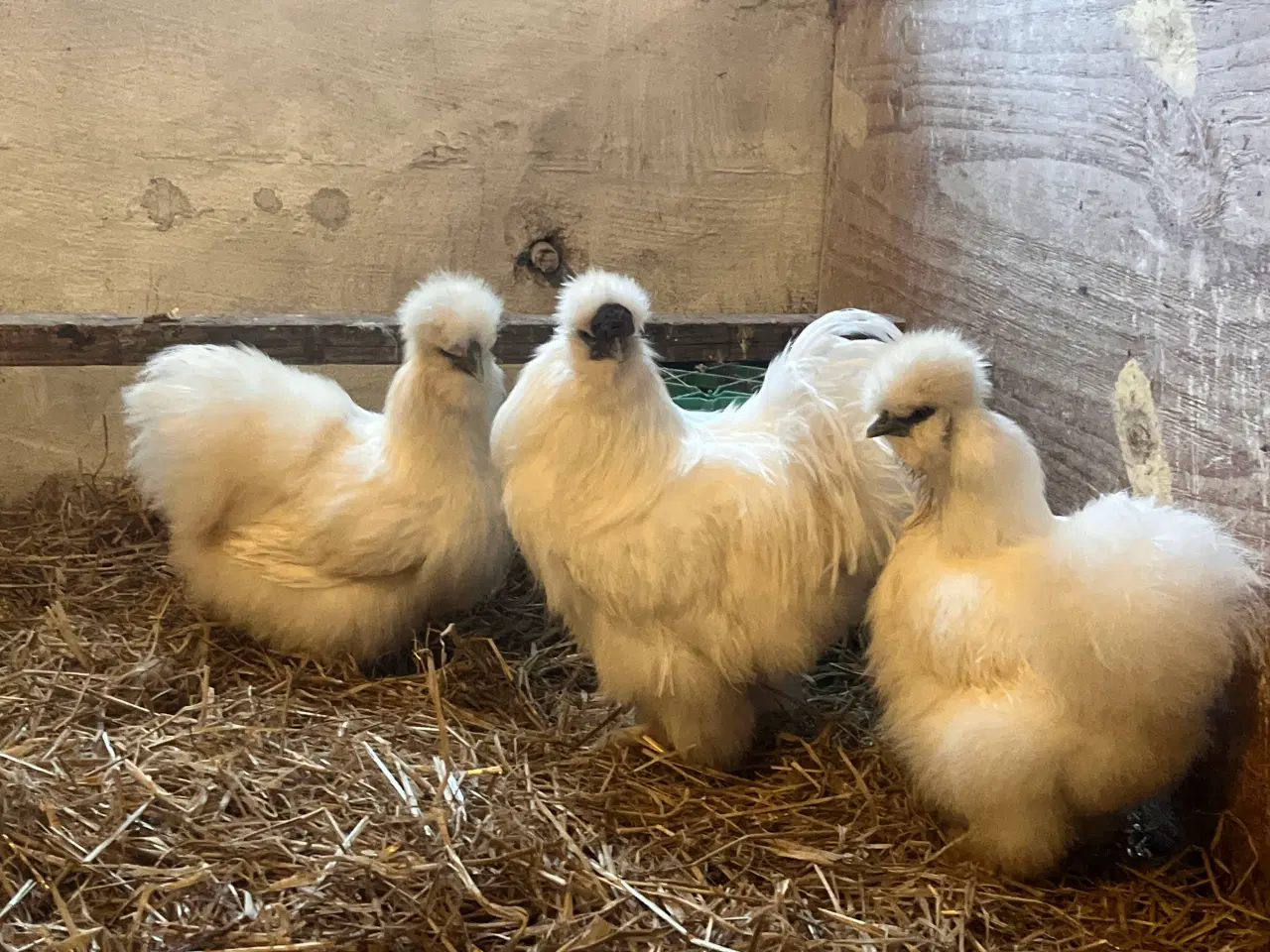 Billede 7 - Kyllinger fra race høns