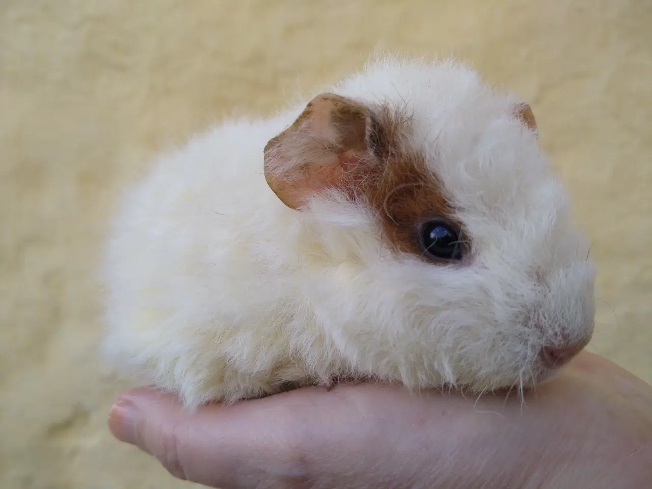 Billede 2 - 2 Teddy unger, halvbrødre 