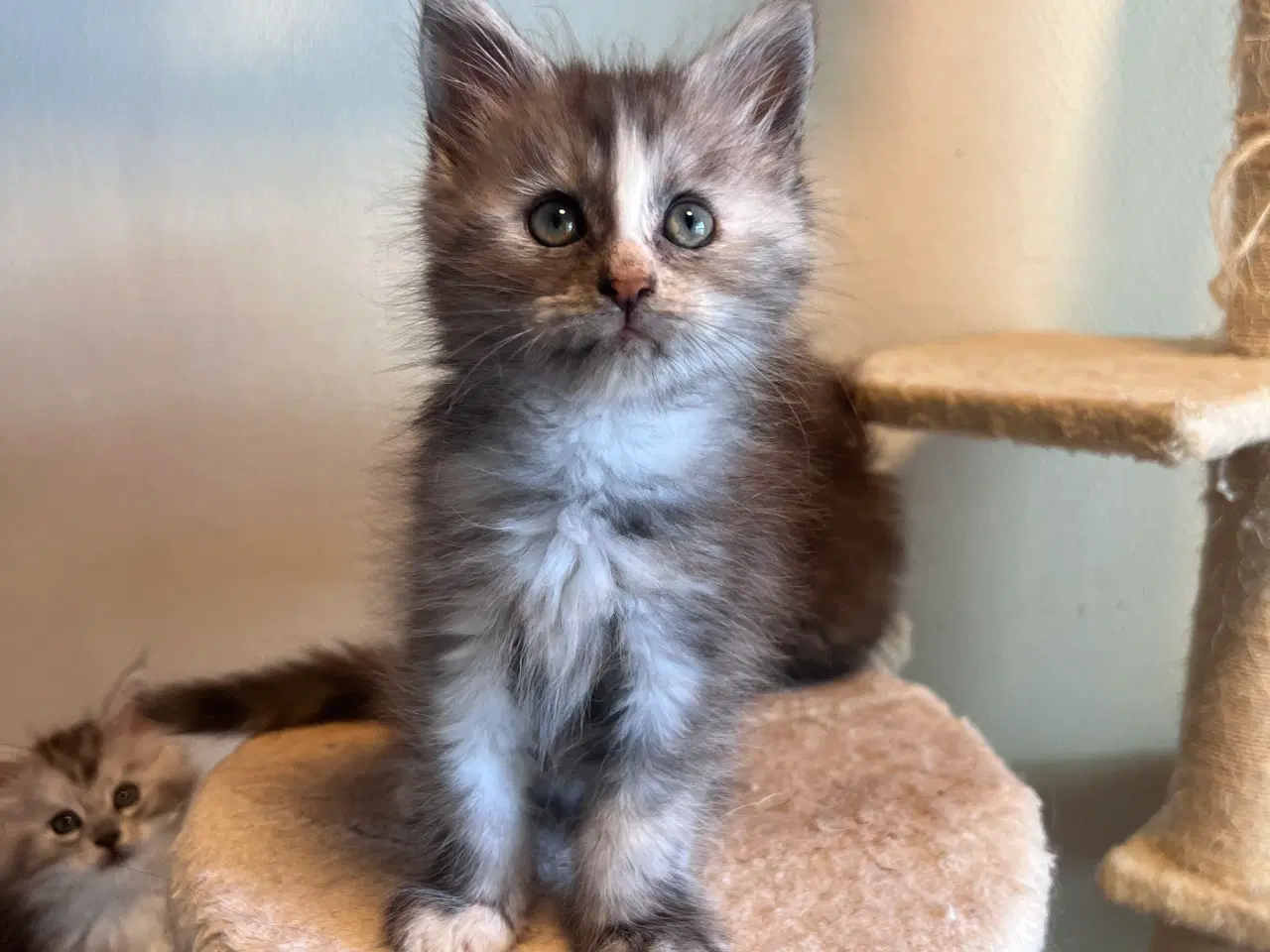 Billede 4 - Mainecoon