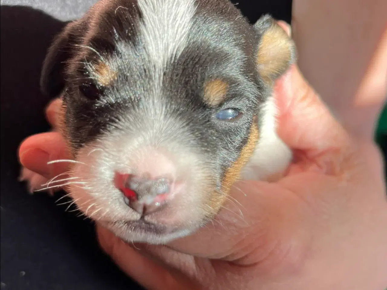 Billede 4 - Tre Dansk Svenske Gårdhunde hvalpe sælges