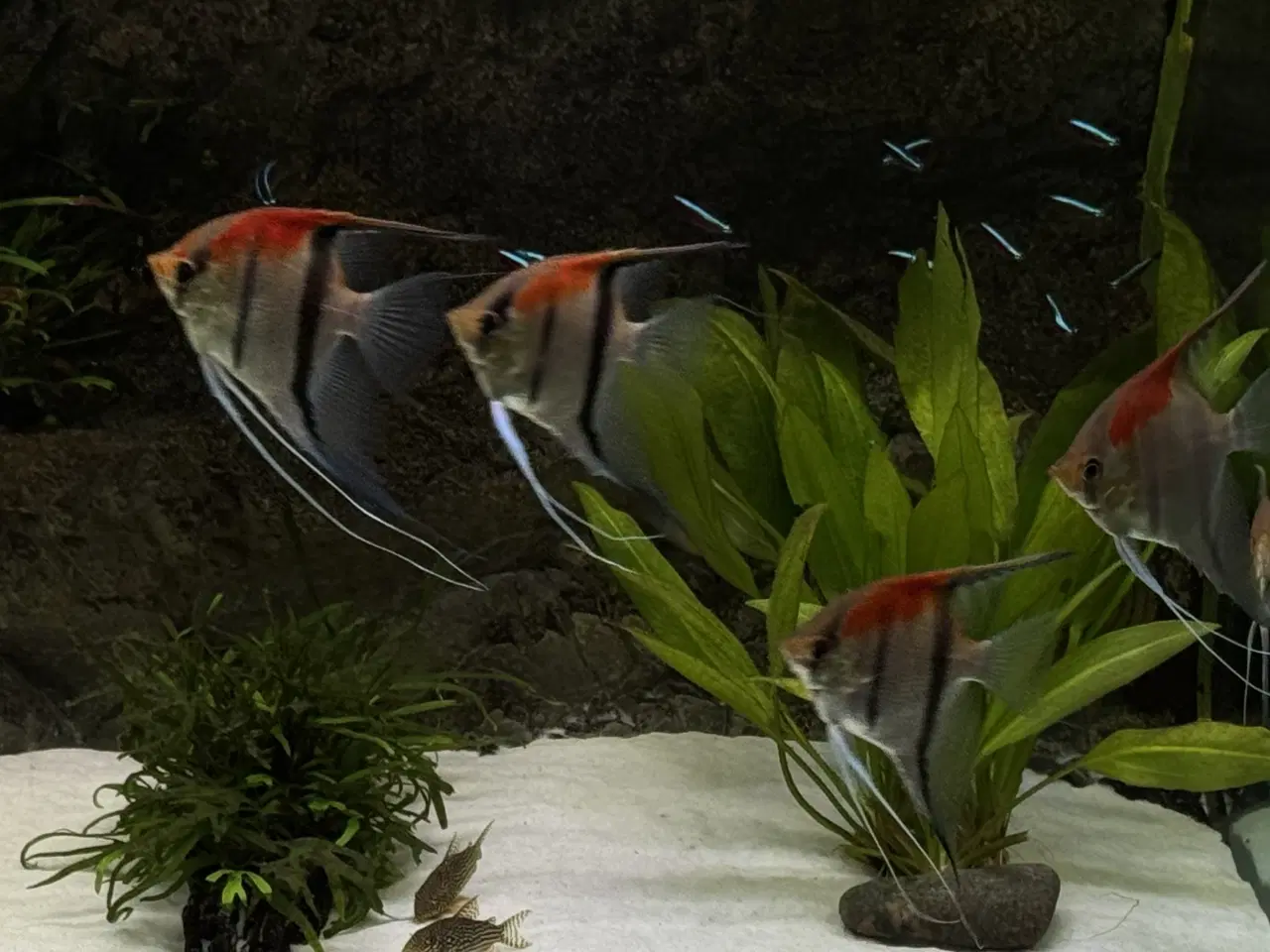 Billede 9 - Discus & Scalare sælges 