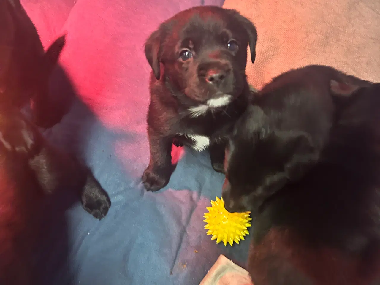 Billede 7 - 3 skønne han hunde 