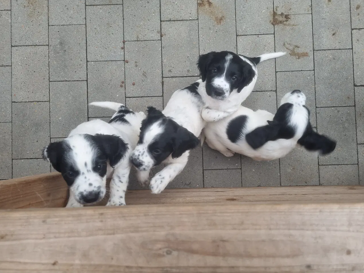 Billede 2 - Engelsk springer spaniel