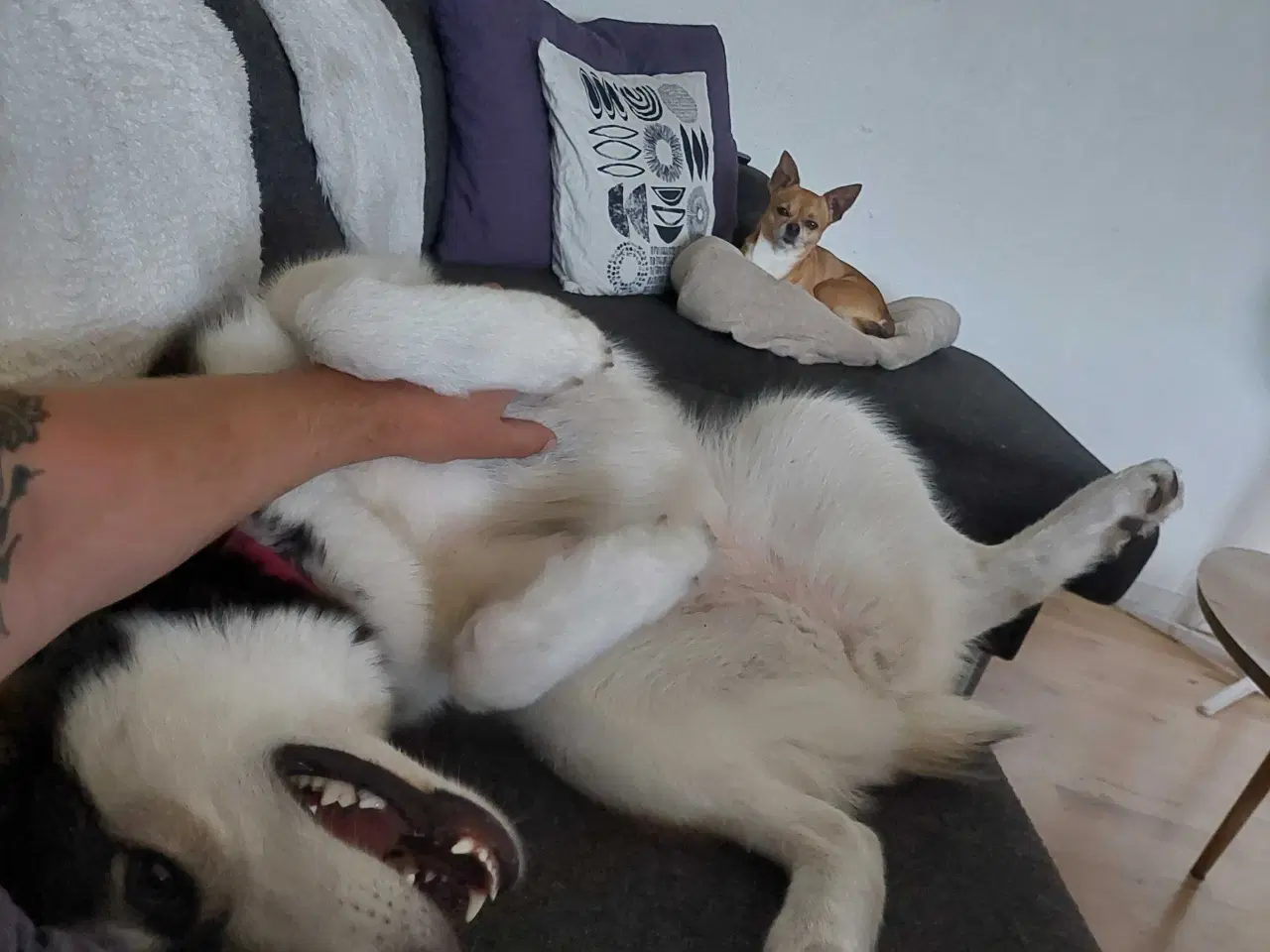 Billede 4 - Alaskan malamute hvalp 