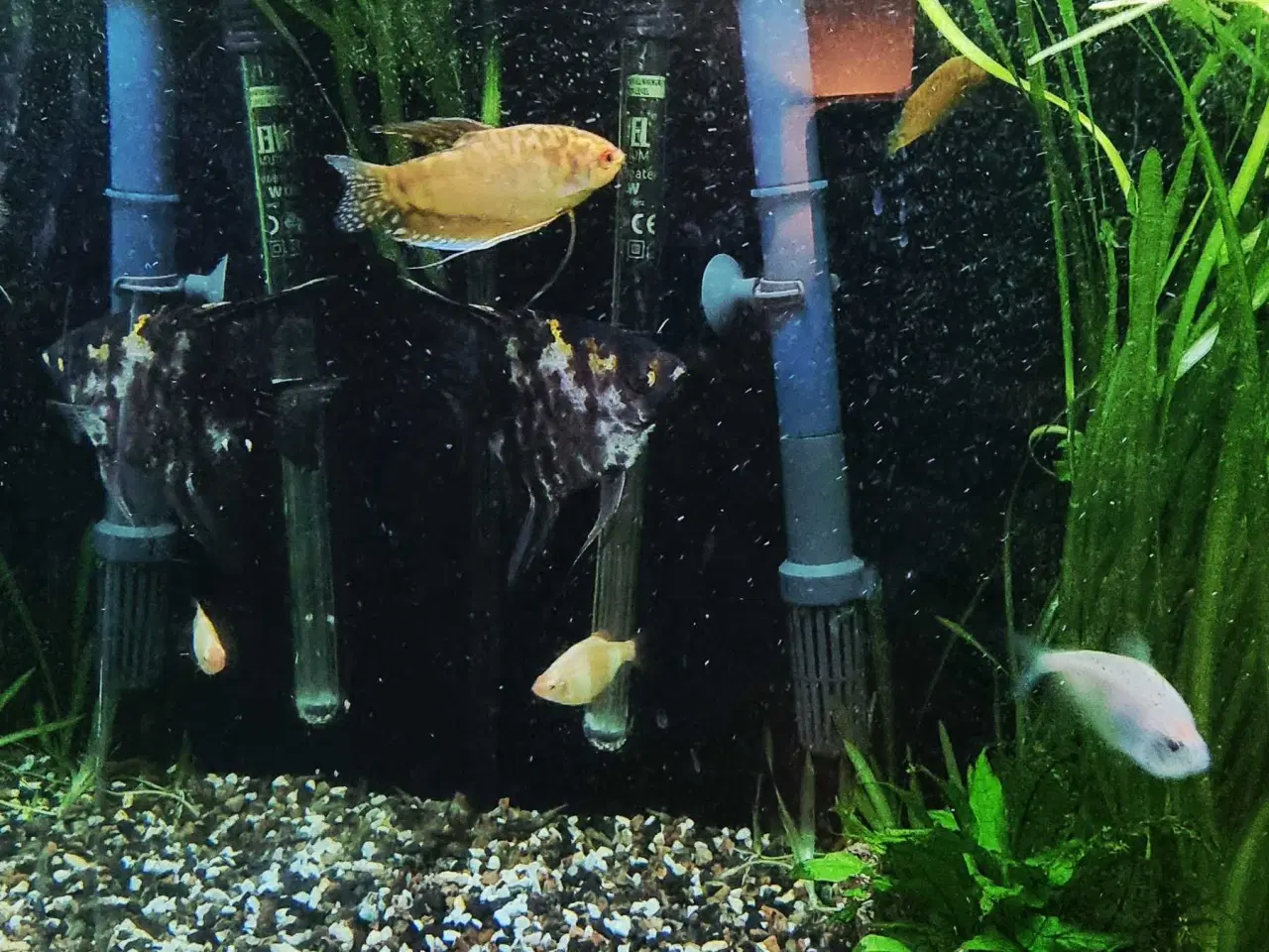 Billede 6 - Juwel 180 liter akvarie med underskab og fuld setu