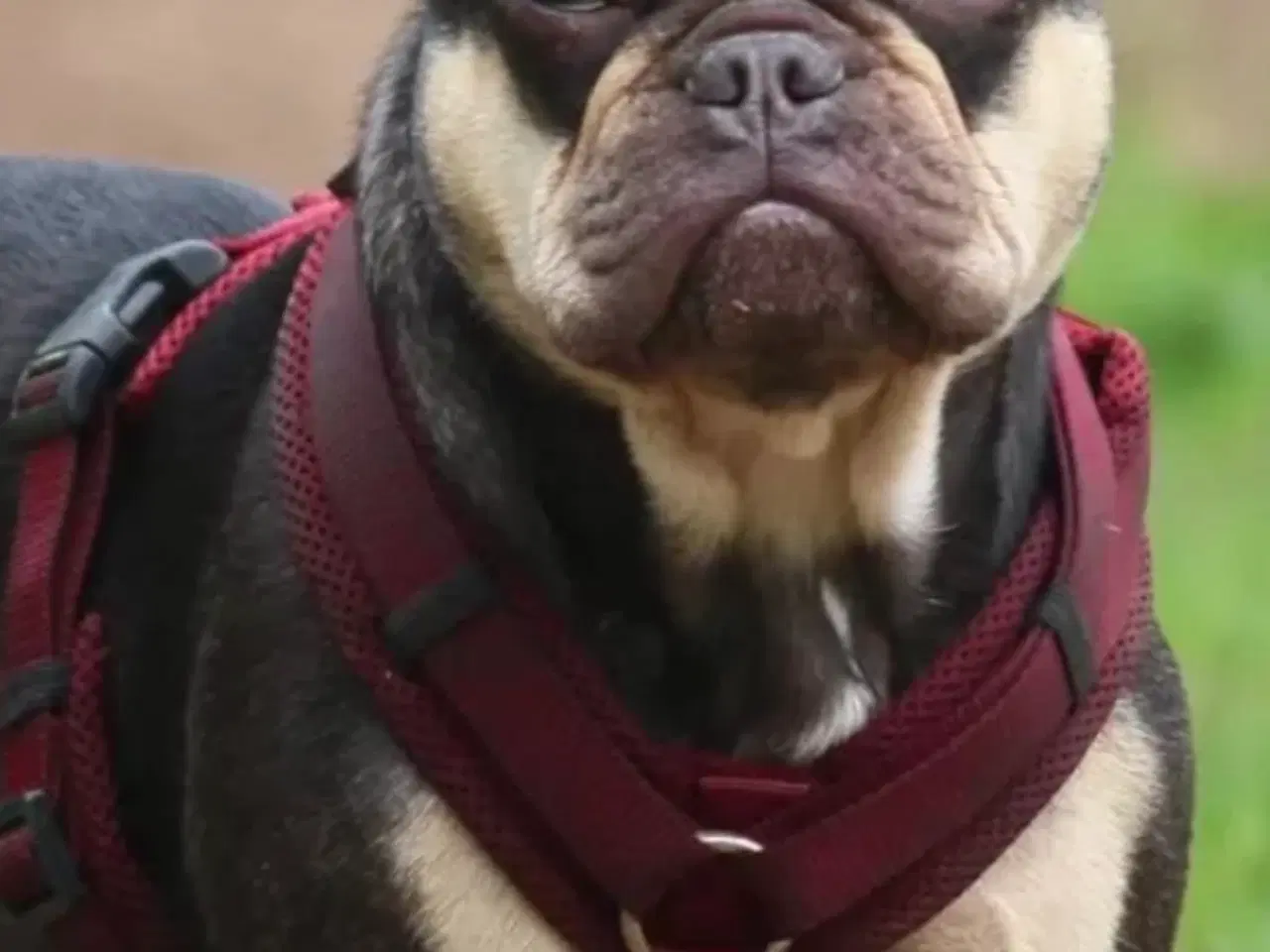 Billede 15 - Fransk bulldoghvalpe  pragteksemplar af forældre.