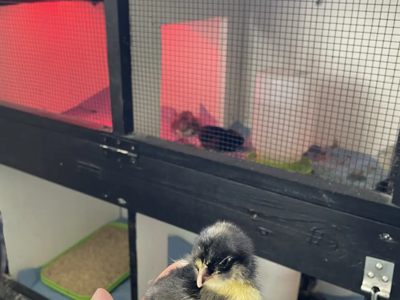 Billede 7 - Varmekrævende Kyllinger