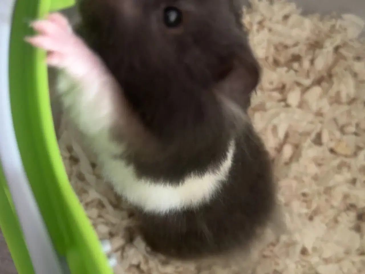 Billede 5 - Guld hamster unger