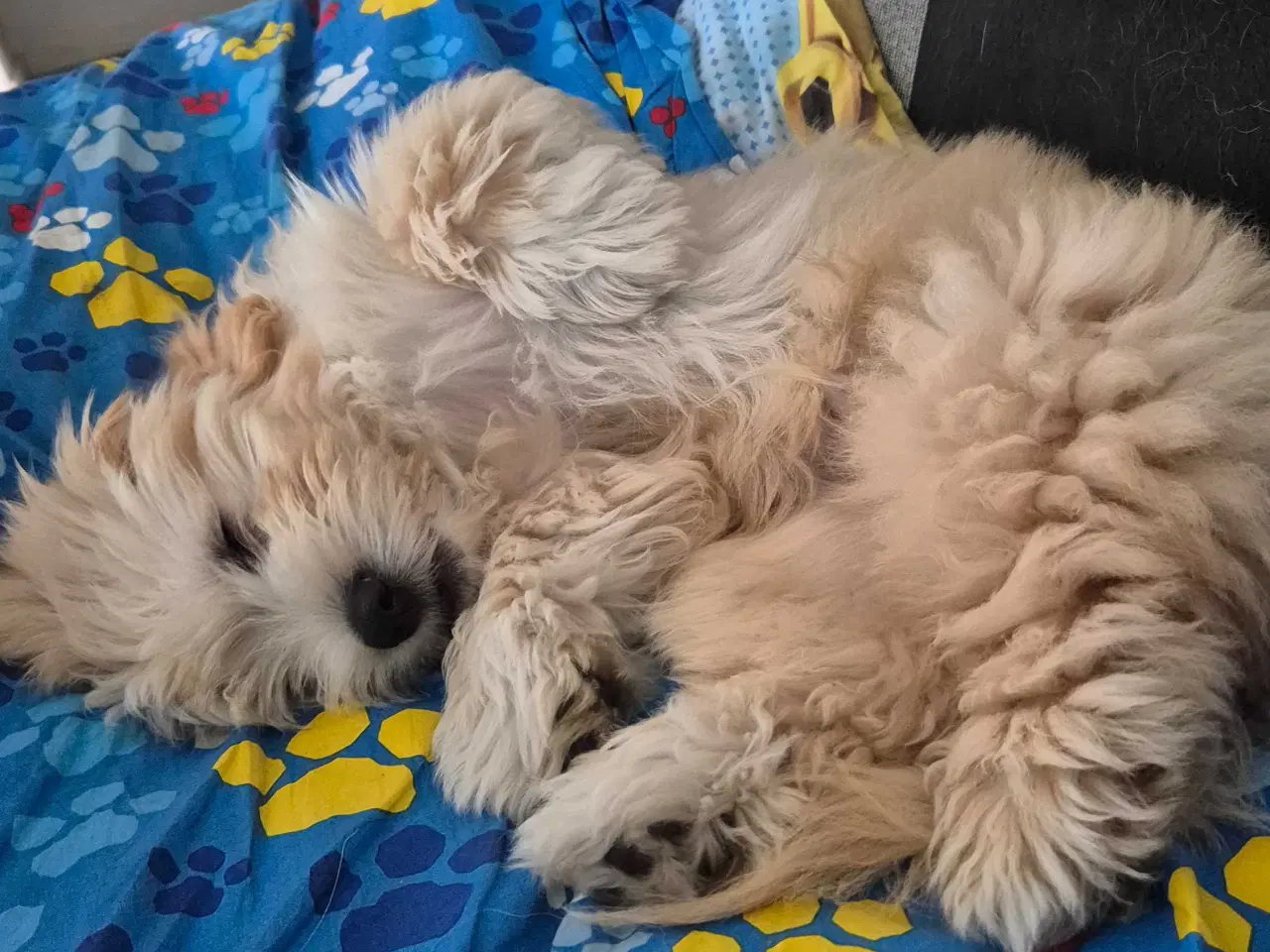 Billede 4 - Lækker dreng 