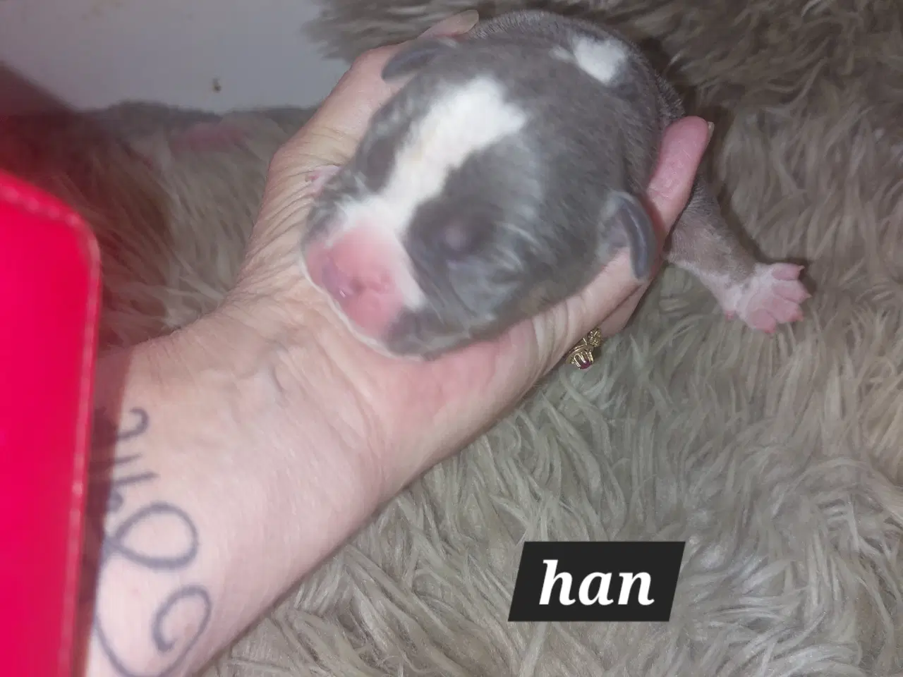 Billede 13 - American bully hvalpe 