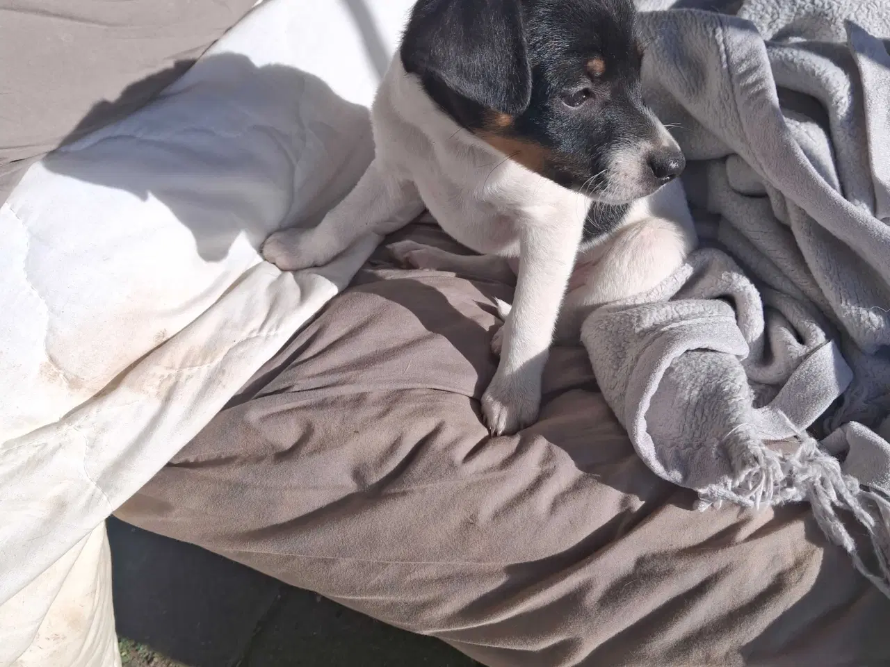 Billede 2 - Dansksvenskgårdhund hvalp