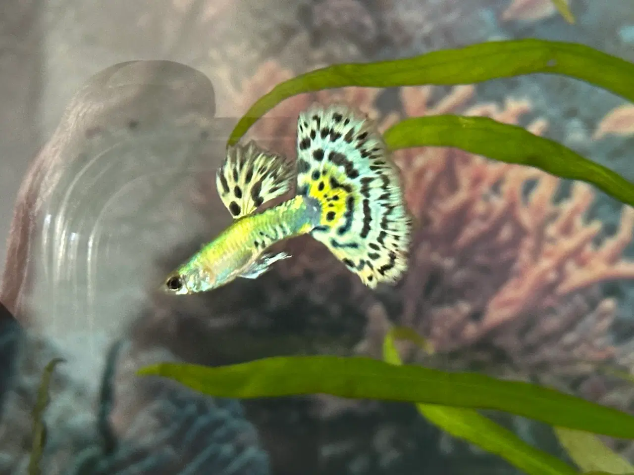 Billede 6 - Renstammede guppyer mange forskellige stammer