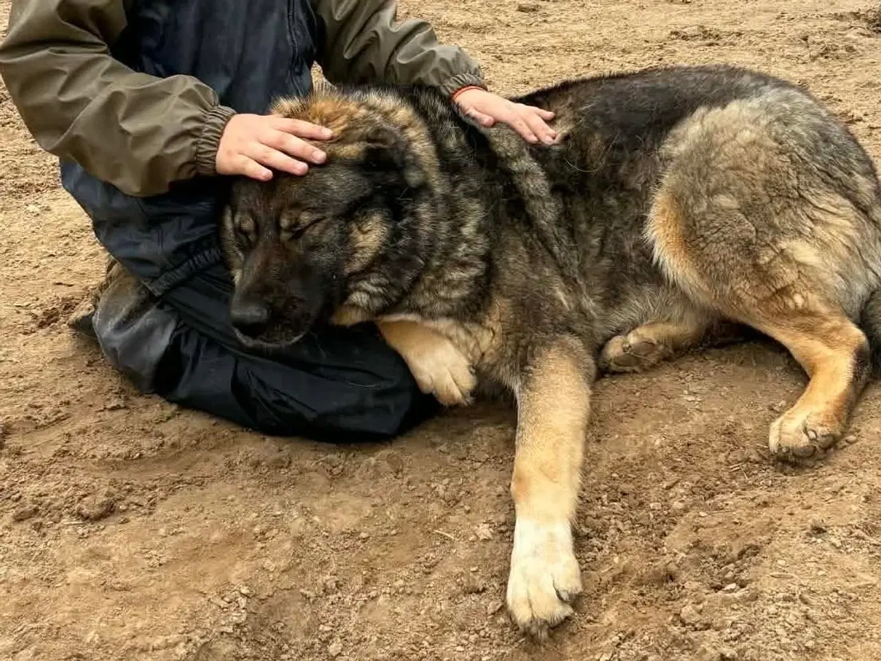 Billede 19 - Skøn bamse søger familie! 🤎