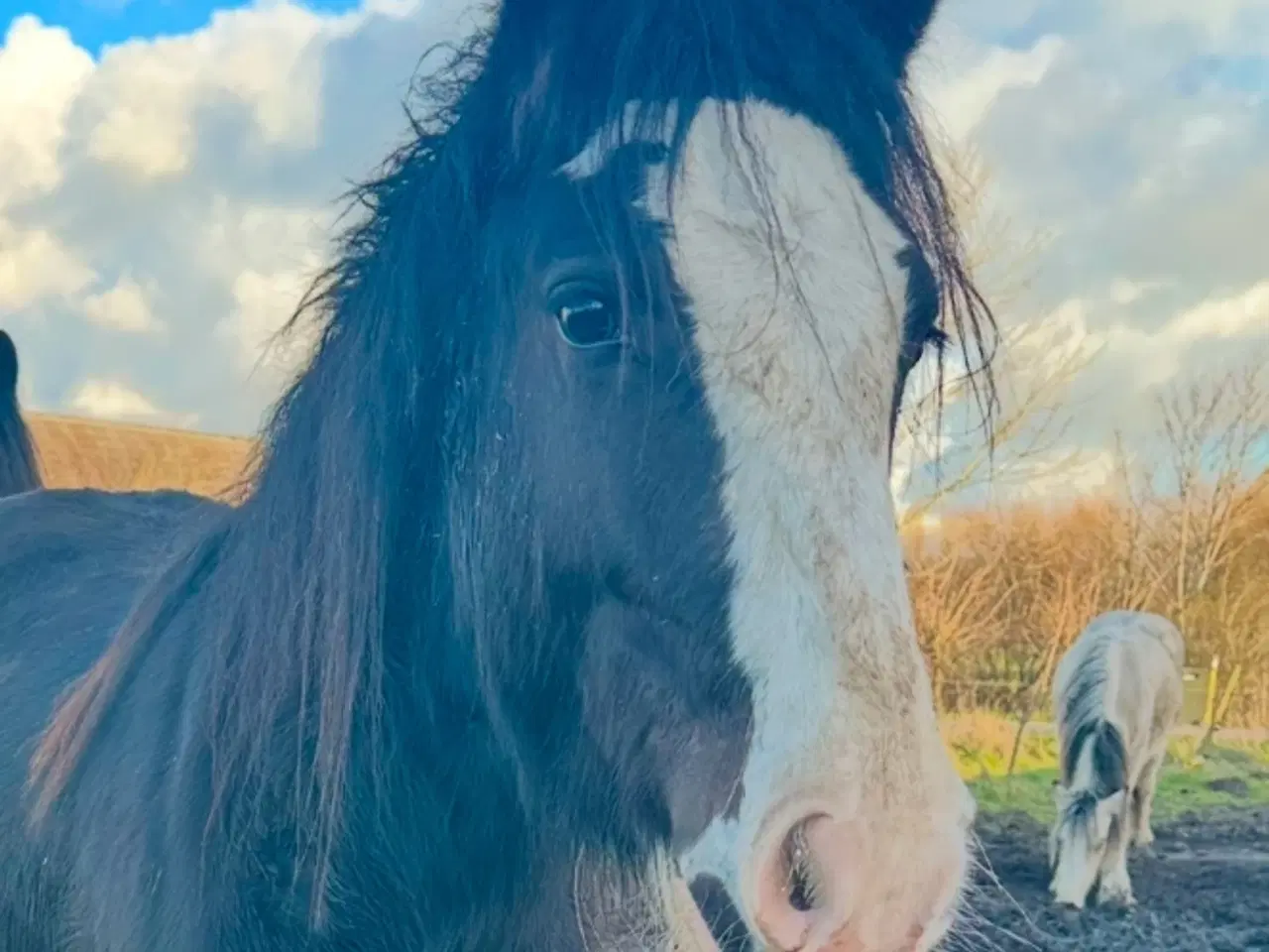 Billede 4 - Irish cob vallak 