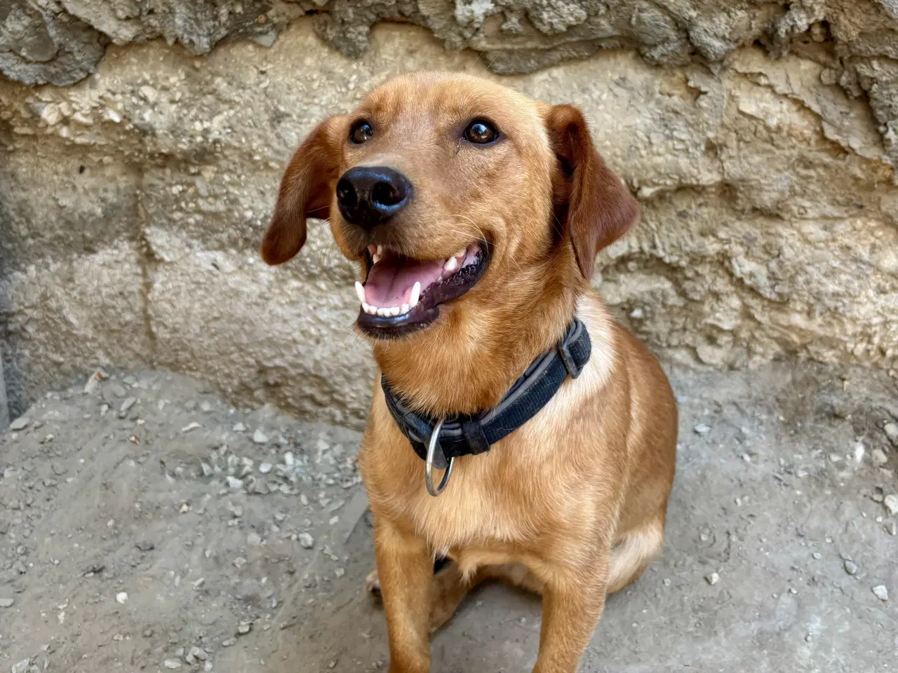 Billede 7 - Zeus søger familie! 🩵