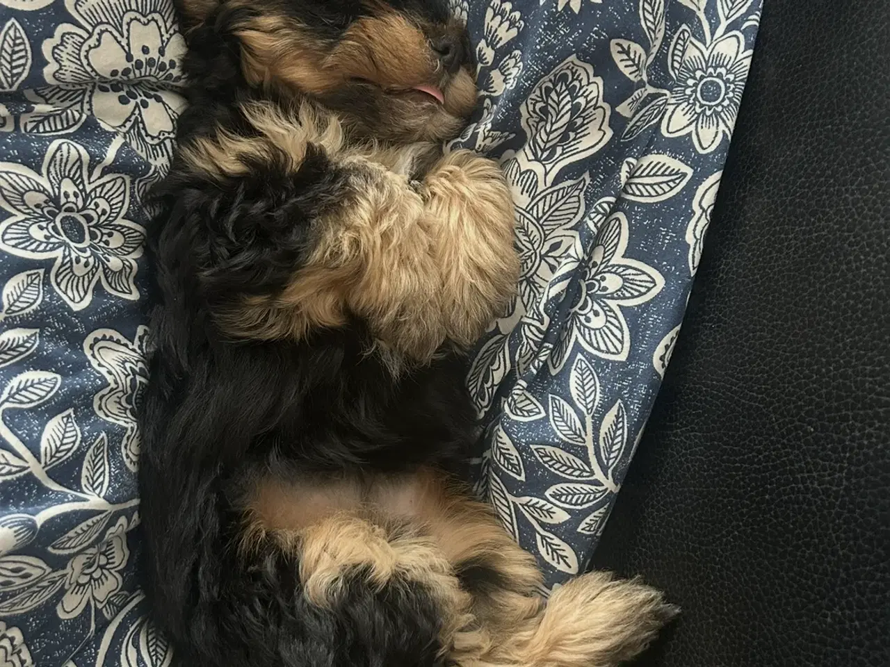 Billede 2 - Havapoo hvalp på 3 måneder søger kærligt hjem 🐶