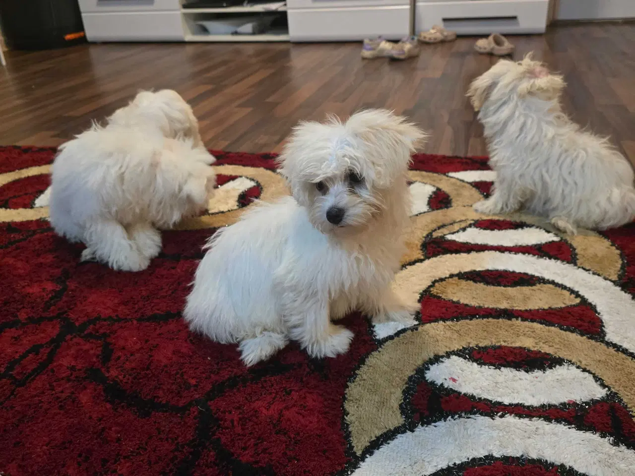 Billede 4 - Bichon malteser søger nyt hjem 