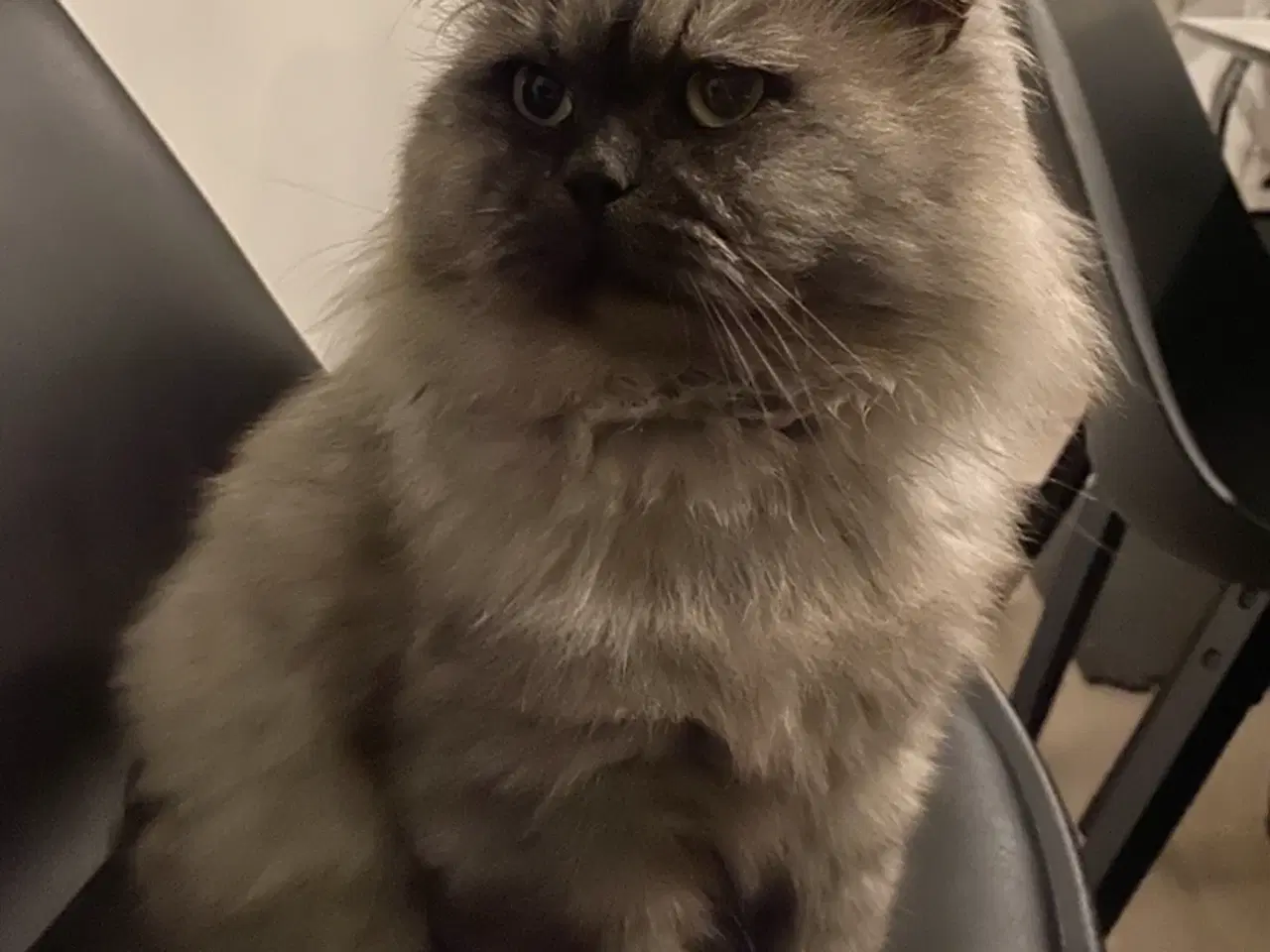 Billede 2 - Ragdoll blandinger