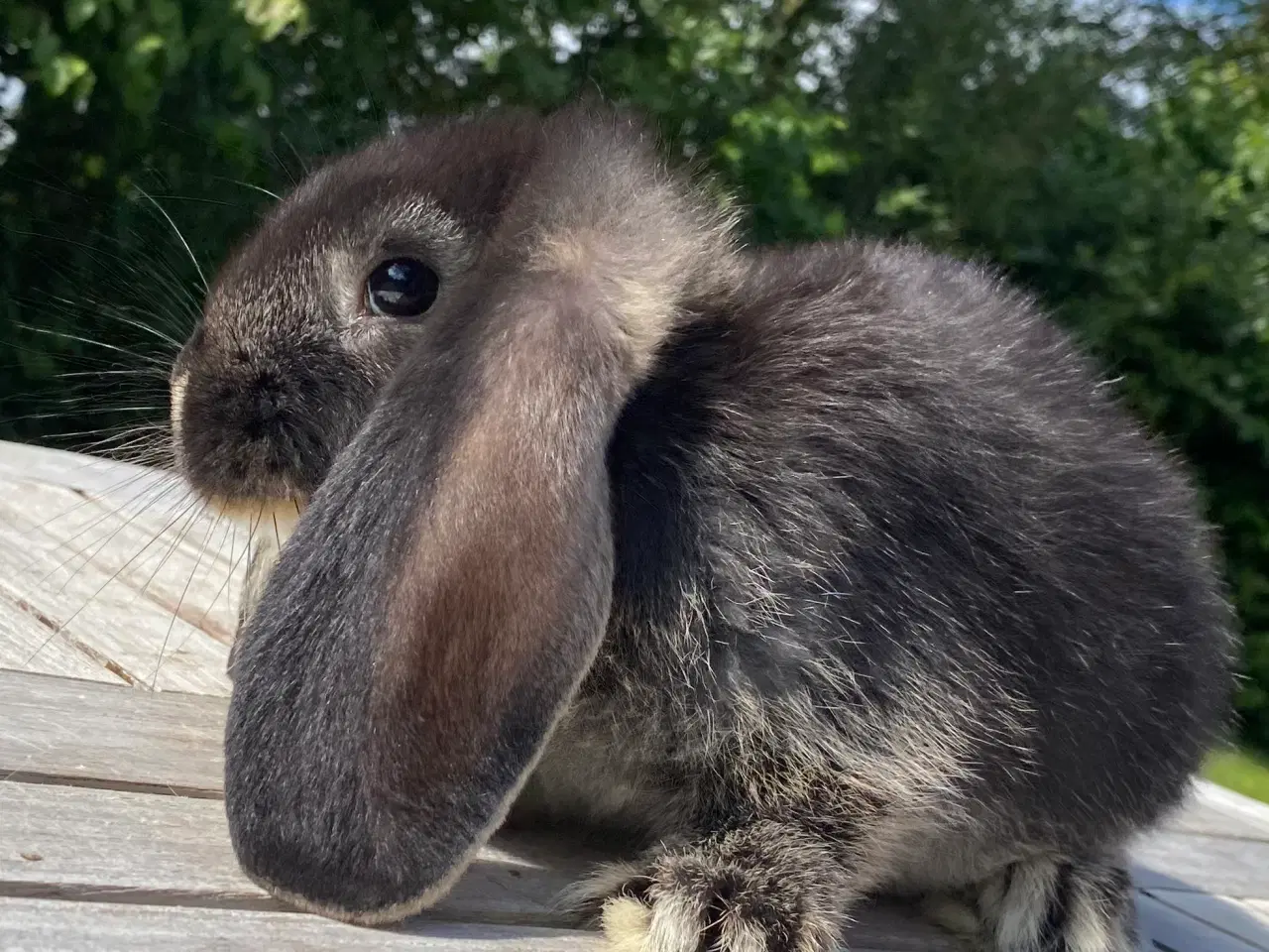 Billede 1 - FRANSK VÆDDER HUN SORT OTTER