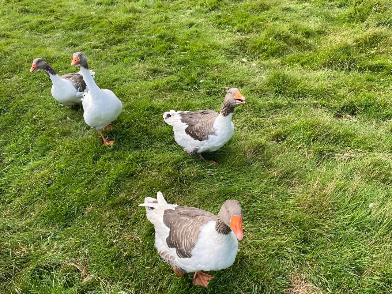 Billede 2 - Skånske landgæs sælges pr par