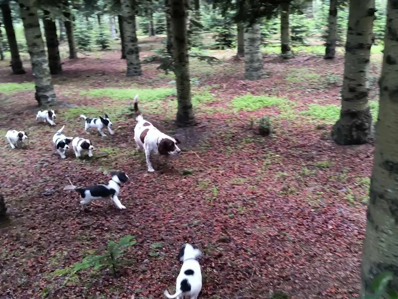 Billede 7 - FT Springer spaniel