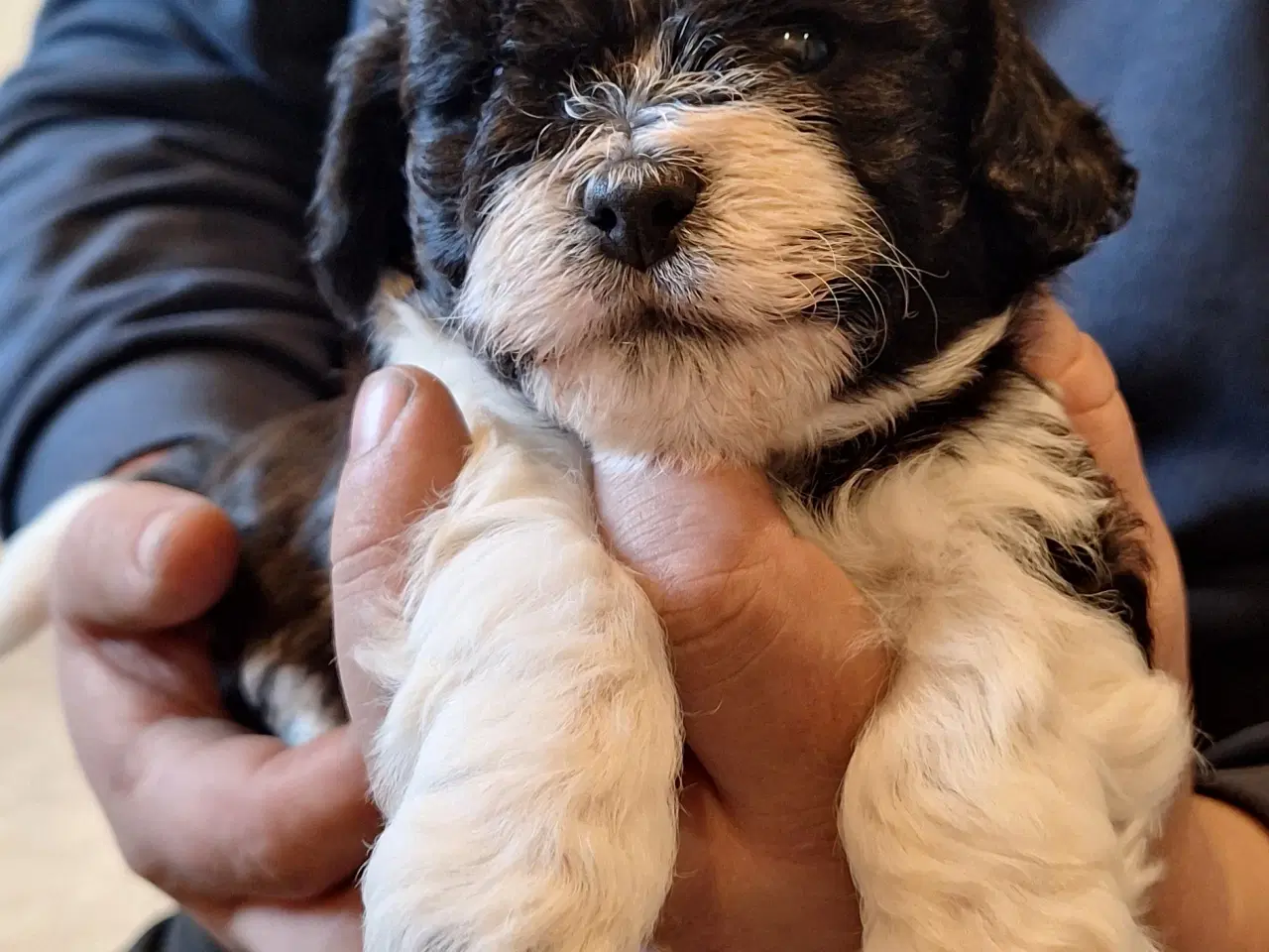 Billede 8 - shih tzu blanding allergivenlig