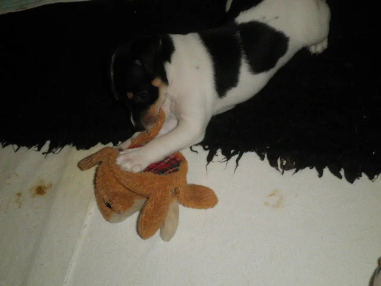 Billede 2 - Dansk/svensk Gårdhund hvalpe