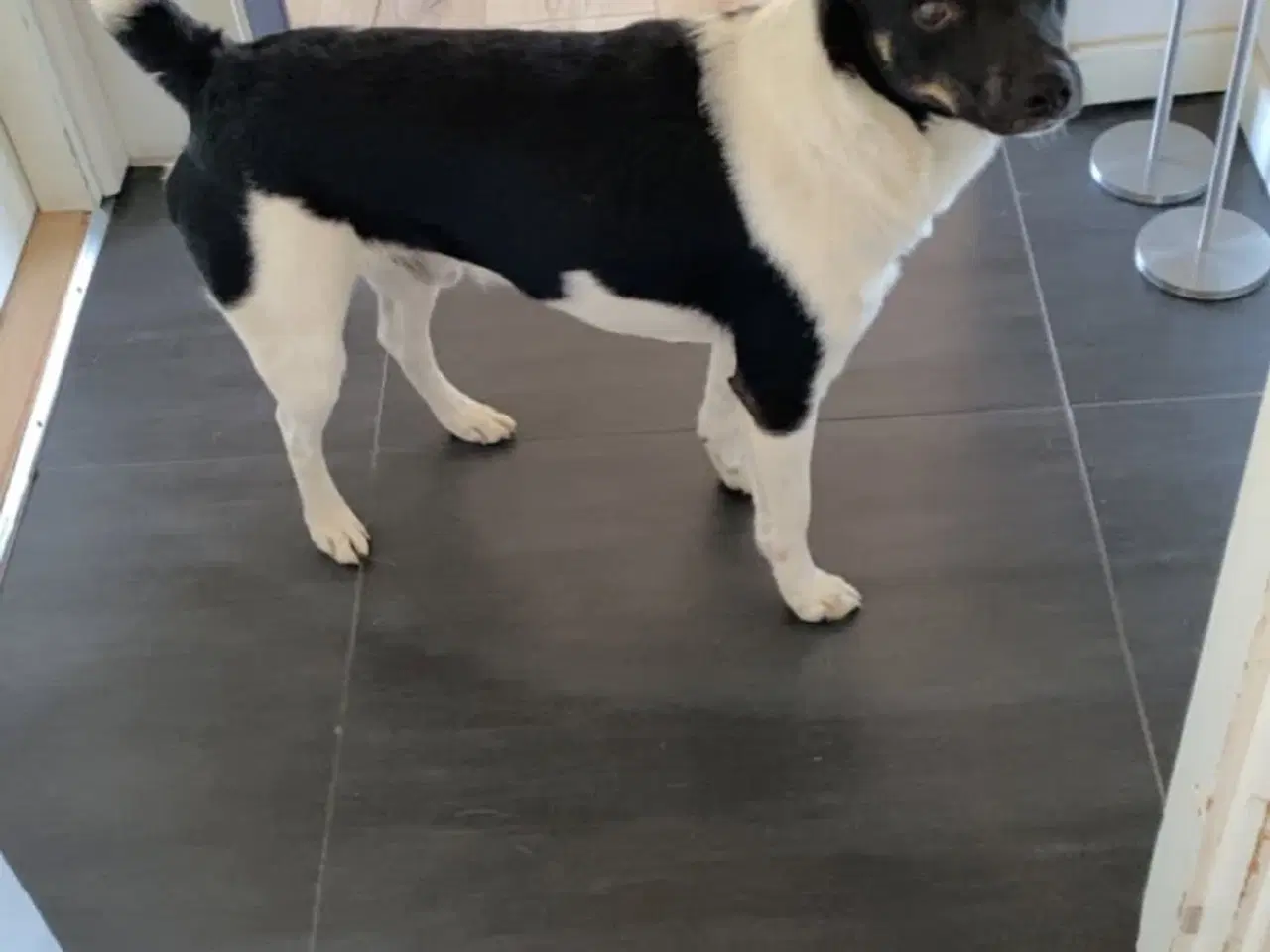 Billede 2 - Tilbydes til parring han hund