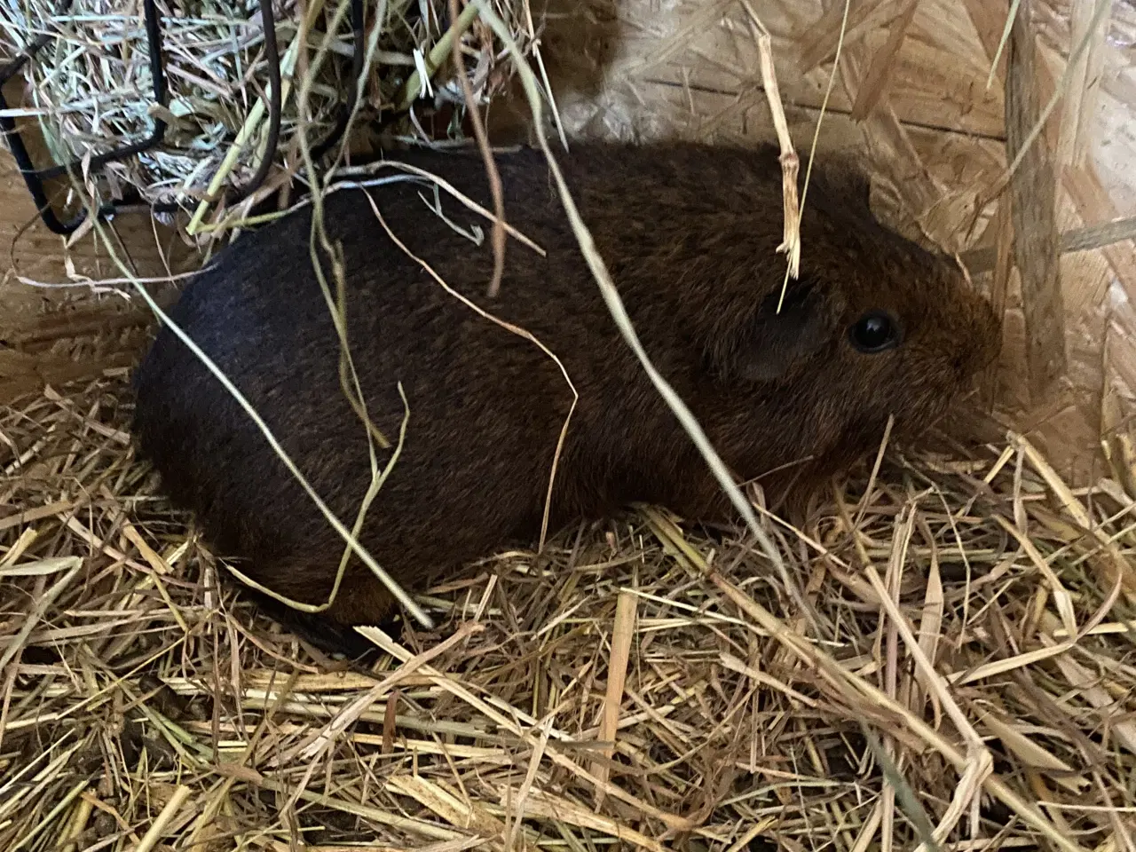 Billede 7 - Hun marsvin sælges
