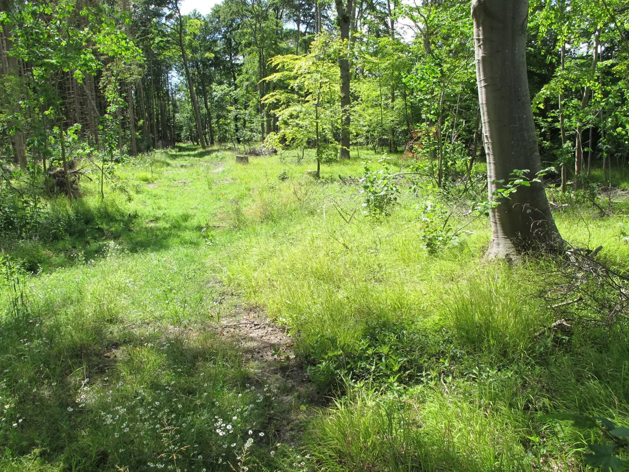 Billede 1 - Skov og jord til fritidshytte.