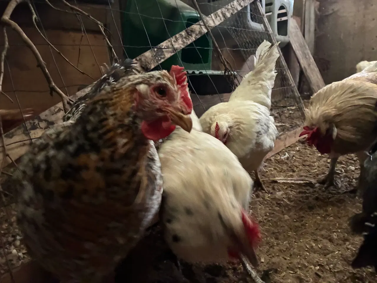 Billede 2 - Det år jeg byttede en race kat for en race høne