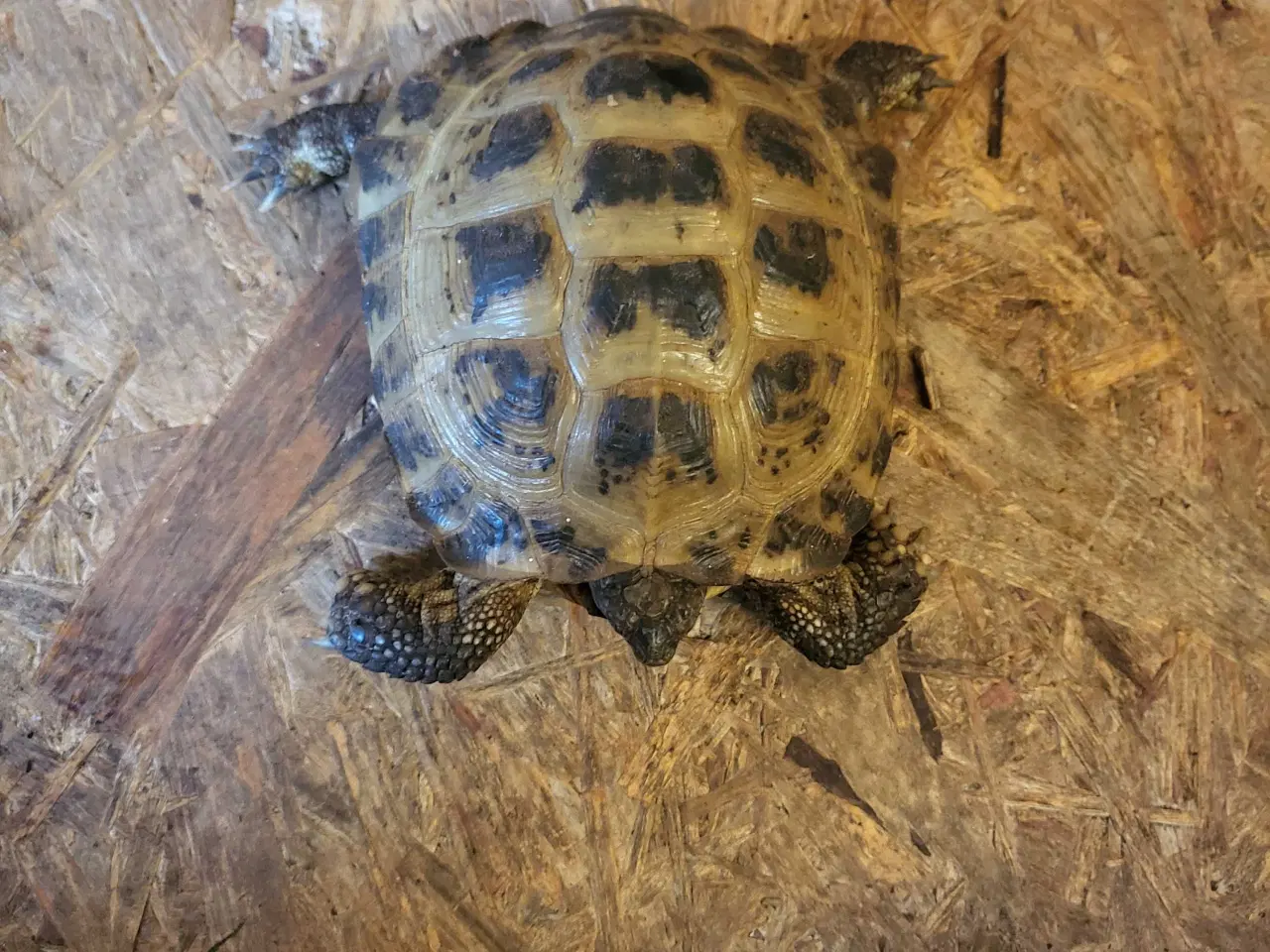 Billede 1 - Russisk landskildpadde.
