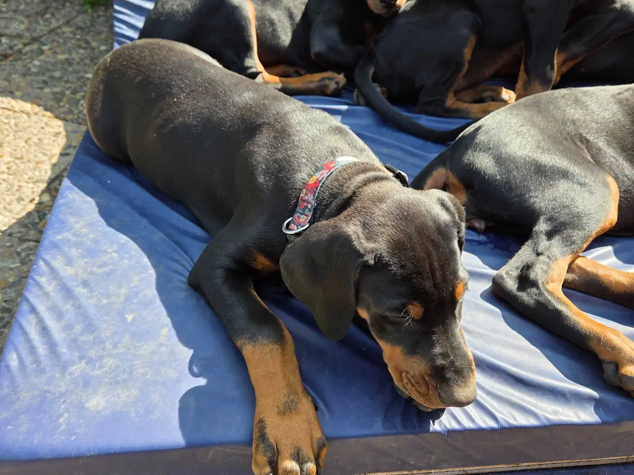 Billede 5 - 5 små renracede dobermann er kommet til verden d.0