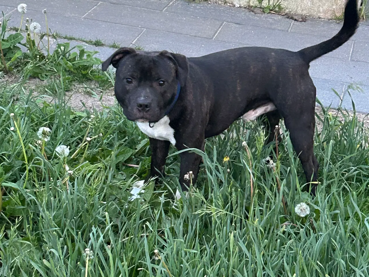 Billede 2 - Engelsk Staffordshire Bull Terrier