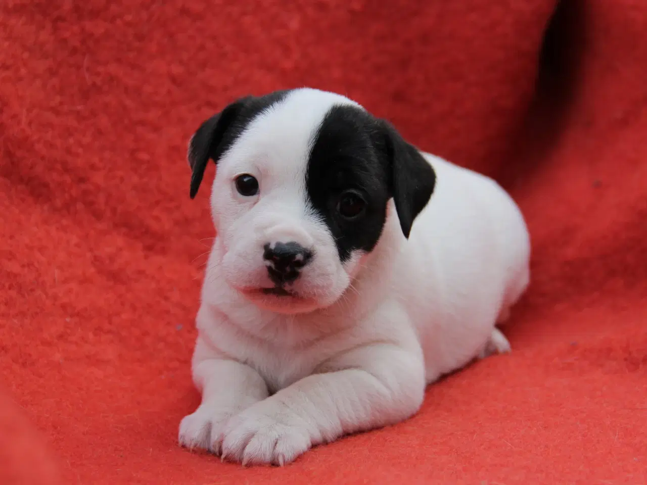 Billede 5 - Fransk bulldog blanding 