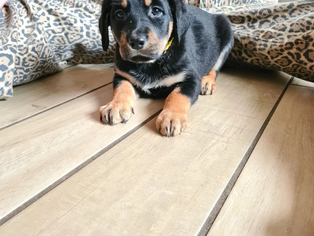 Billede 3 - Søde og charmerende blandings hundehvalpe sælges