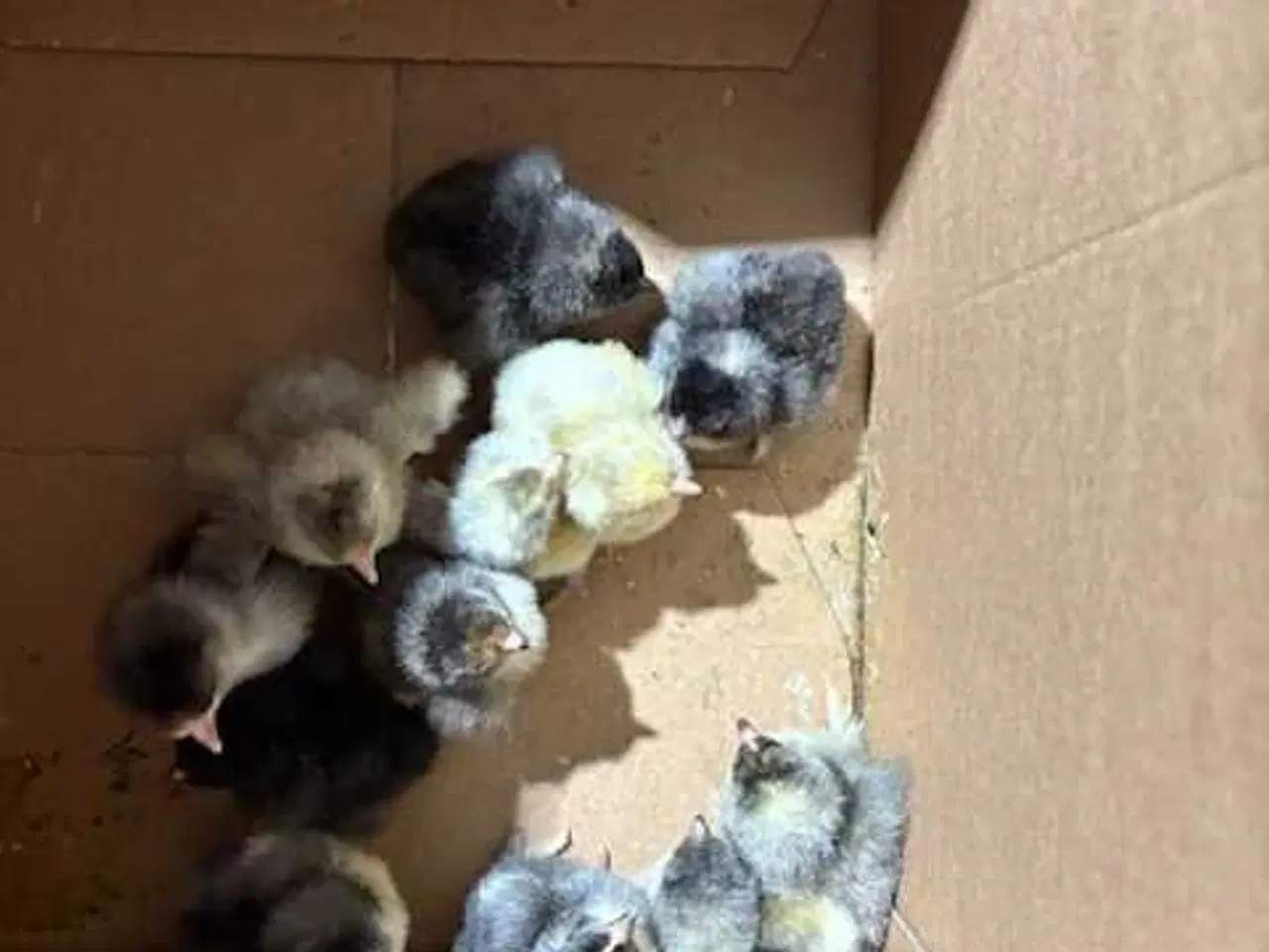 Billede 2 - Daggamle kyllinger 