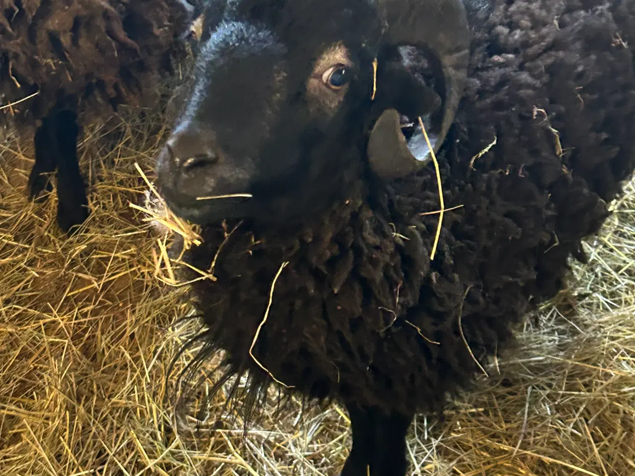 Billede 2 - Ouessant vædderlam fra sidste sommer