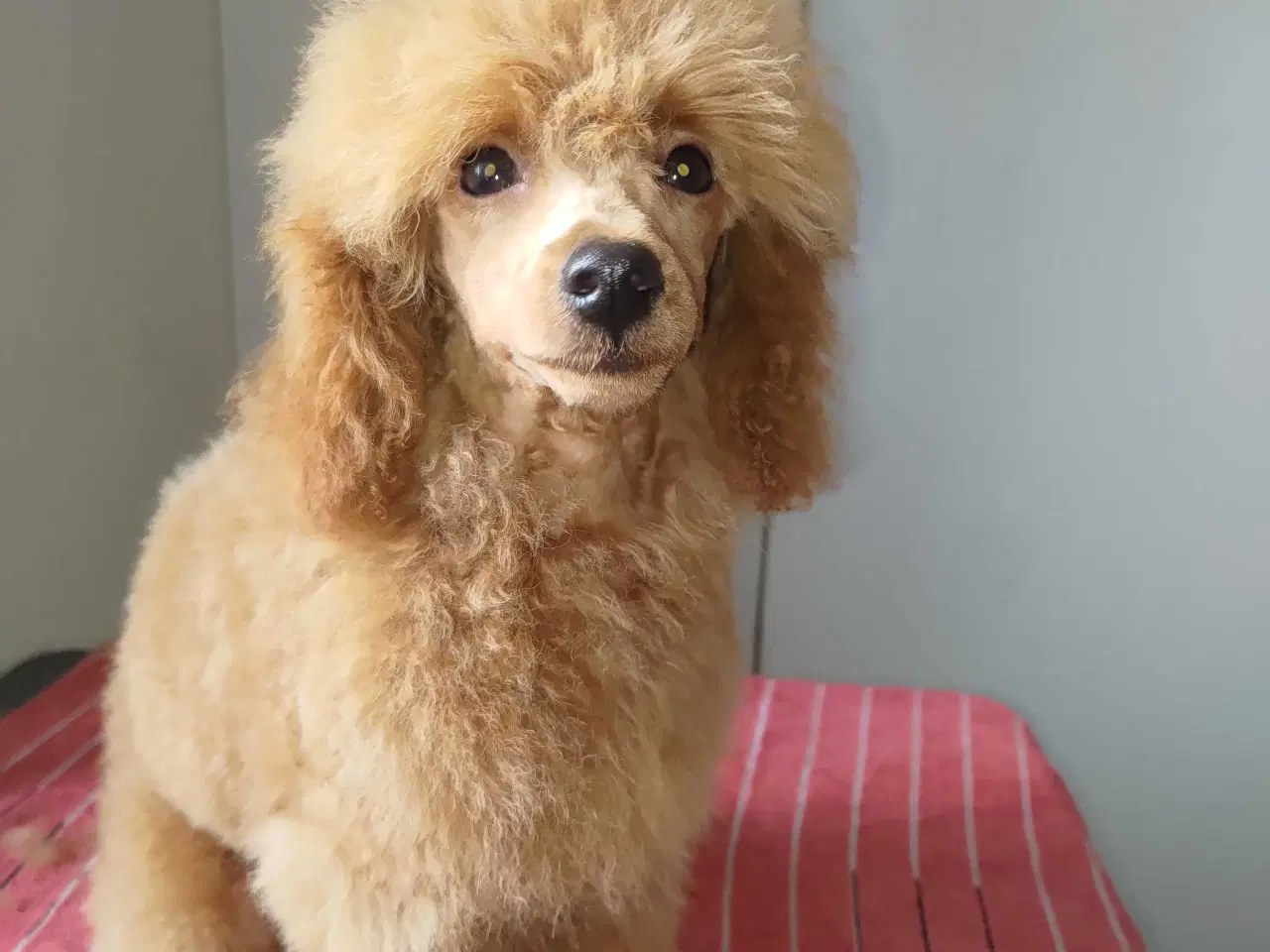 Billede 12 - Fawn krøltoppe puddelhvalpe 