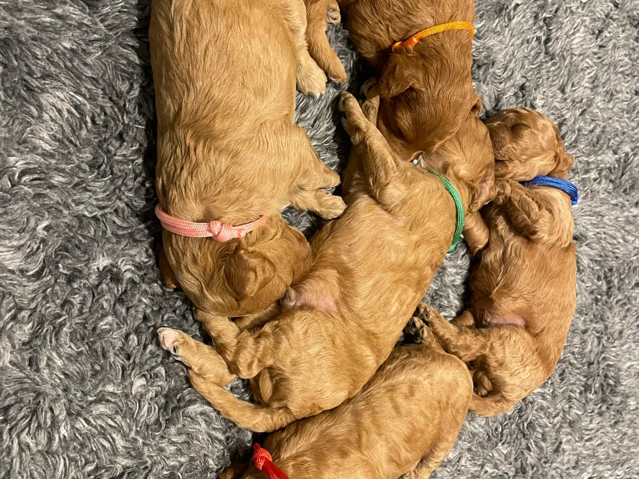 Billede 4 - Cockapoo 1BB-hvalpe  – klar til nye hjem d.20 nove
